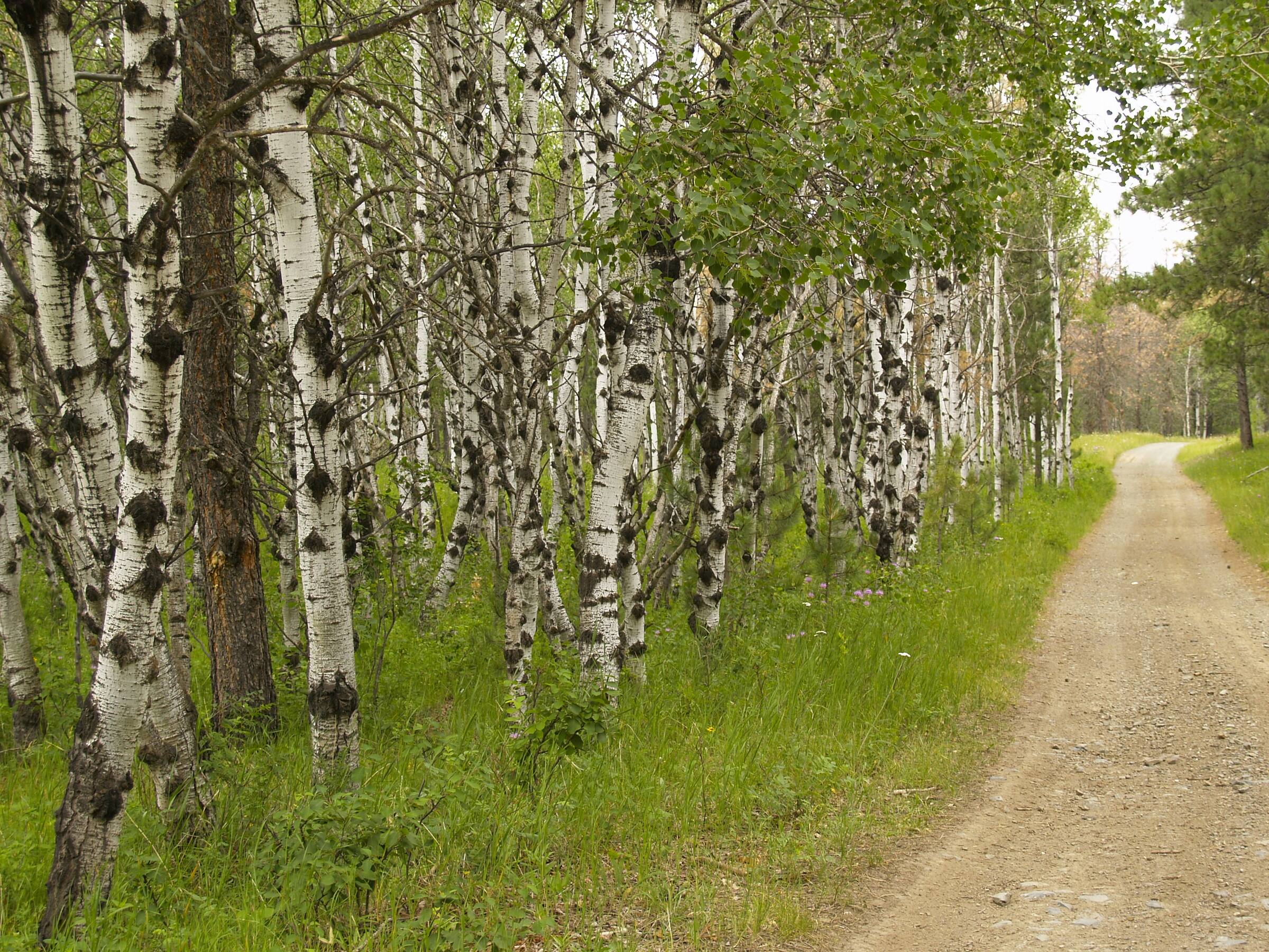 Sunlight through a grove of aspen trees